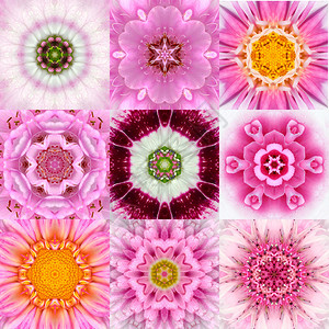 九集粉色同心花朵Mandalas图片