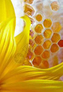 蜂蜜和黄花的甜蜜蜂窝图片