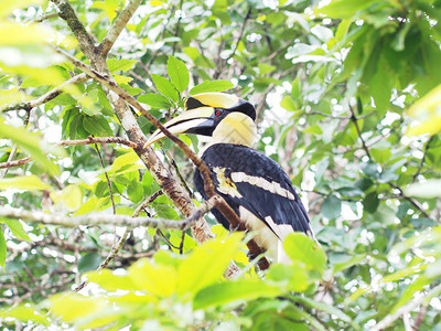 雨林公园树上的大犀鸟图片