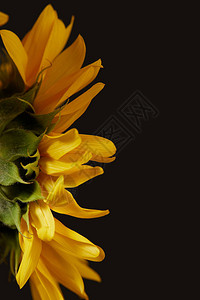 黄色向日葵背面有花瓣背景图片