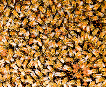 蜜蜂照顾幼虫图片
