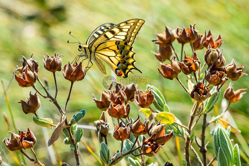 PapilioMachaon蝴蝶图片