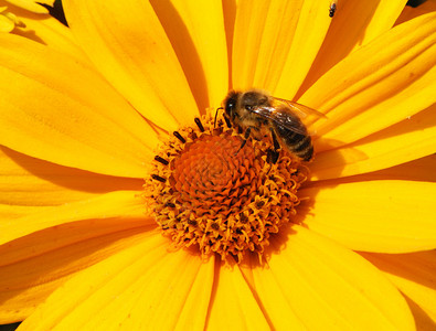 蜜蜂在黄色的花朵中爬行图片