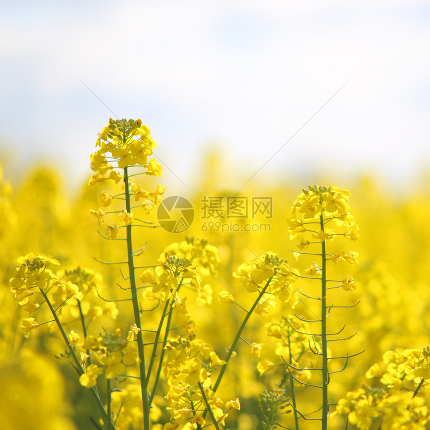 盛开的黄色油菜花图片