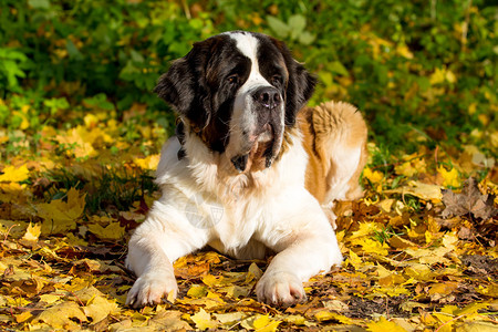 秋天公园里的圣伯纳犬图片素材