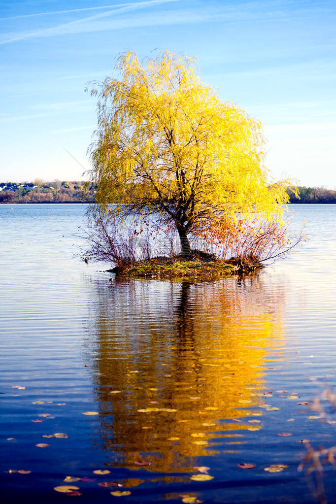 秋天的风景湖中央有一棵树的小岛图片