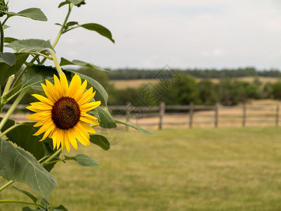 太阳花贴近的太阳花和农村景色背景图片
