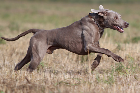 Weimaraner狗在蓝水图片