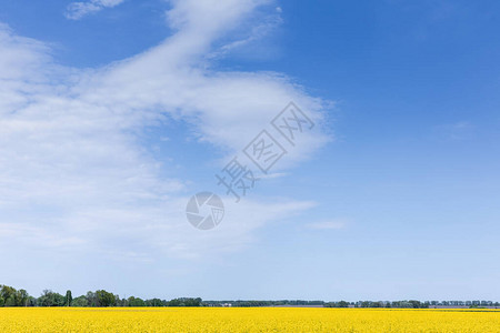蓝天映衬下田野上盛开的黄色野花背景图片