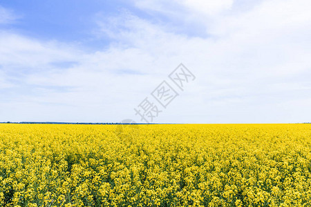 黄色的开阔的野花在夏日用云图片