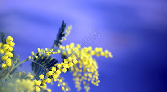 3月的Mimosa花朵树枝黄色图片