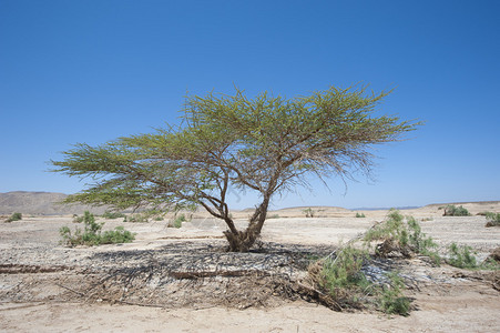 干旱沙漠景观中的撒哈拉acacia树acaciara图片