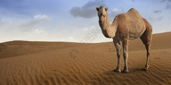 以沙漠动物为主题的插图背景图片