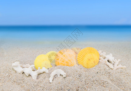 沙滩背景收藏上的彩色贝壳图片