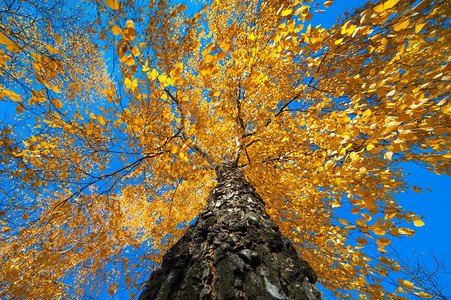 带黄秋叶的Birch树从图片
