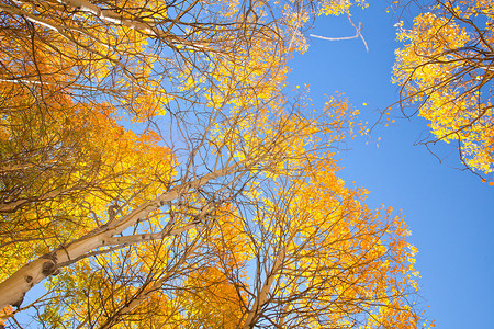 秋天的白杨树黄叶蓝天背景图片