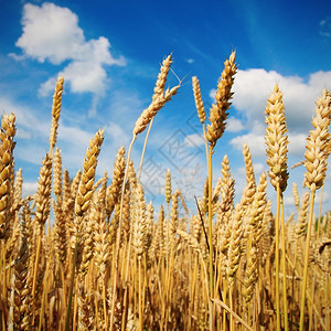 小麦或大麦成熟领域图片