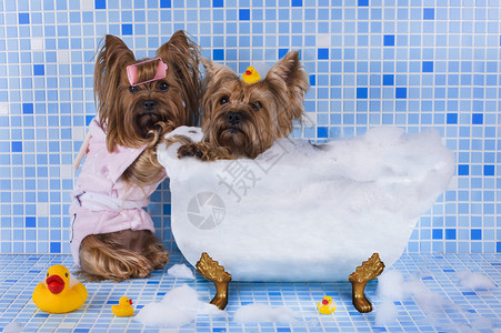 约克夏犬在浴室洗澡图片
