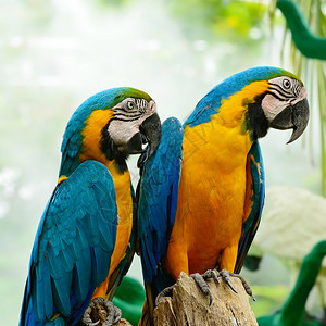 蓝色和Macaw图片