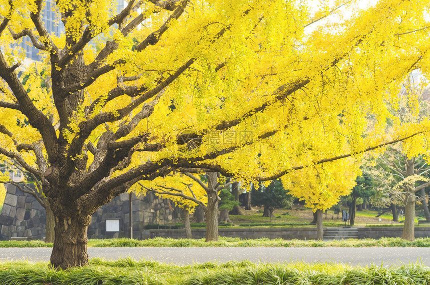 日本秋天的黄色银杏树图片
