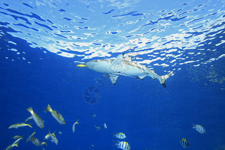黑礁鲨鱼在浅水中游动图片
