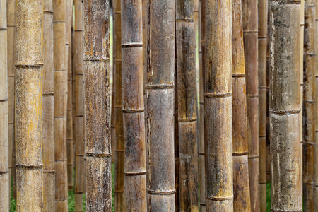 密闭的竹子森林图片