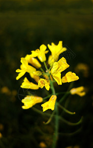 黄色油菜花关闭图片