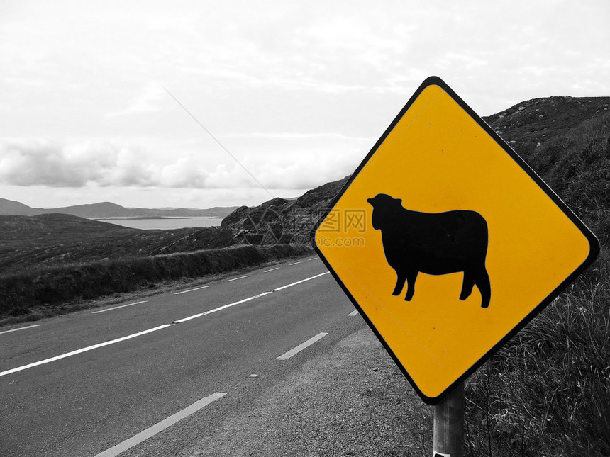 爱尔兰公路上绵羊过路的注图片