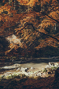 乌克兰喀尔巴阡山脉秋天森图片