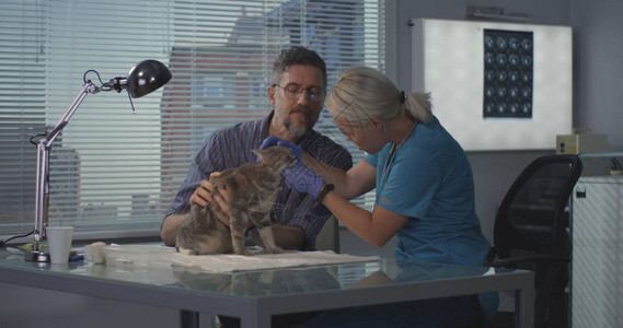 在兽医诊所进行超声波扫描的两个兽医图片