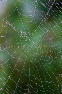 晨光蜘蛛网有露水滴和模背景图片
