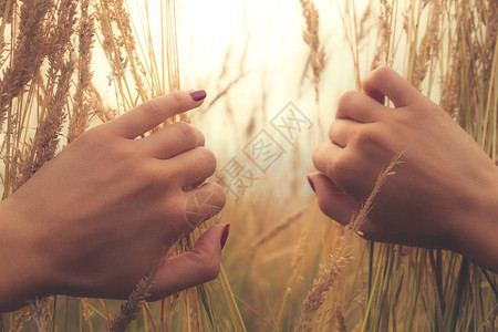 女孩用手张开麦子图片