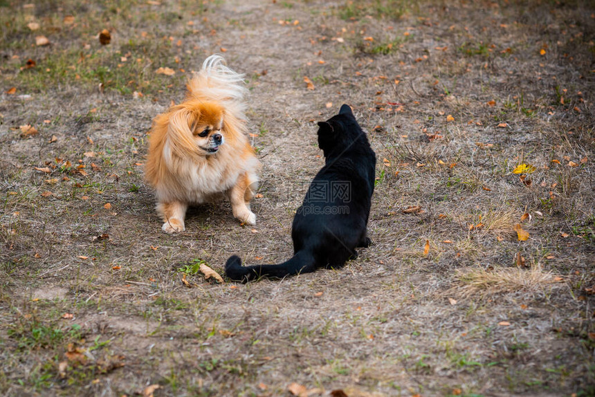 金色北京犬与黑猫对视图片