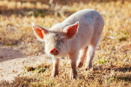 快乐的好奇小猪在澳大利亚新南威尔士邦图片