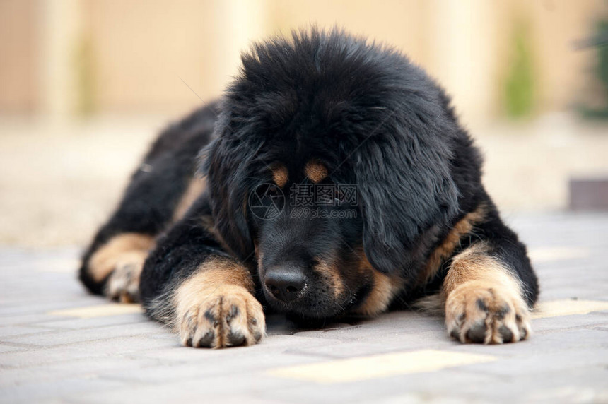 一只藏獒品种的黑色小狗躺在地上图片