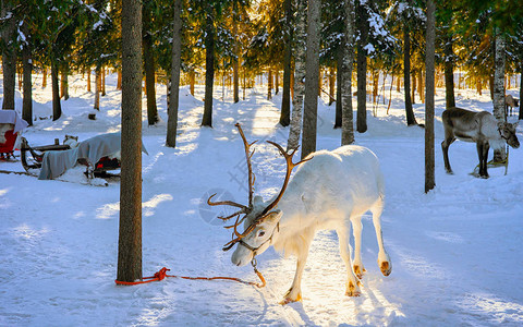 芬兰拉普兰农场罗瓦涅米的驯鹿雪橇在冬天雪橇乘坐野生动物园的圣诞雪橇与雪芬兰北极与挪威萨米背景图片