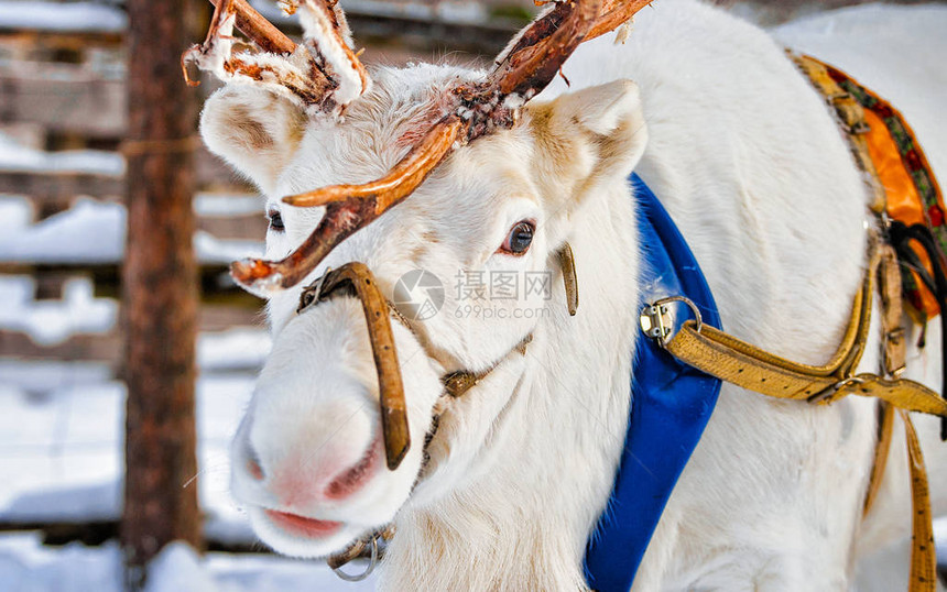 芬兰拉普兰农场罗瓦涅米的驯鹿雪橇在冬天雪橇乘坐野生动物园的圣诞雪橇与雪芬兰北极与挪威萨米图片