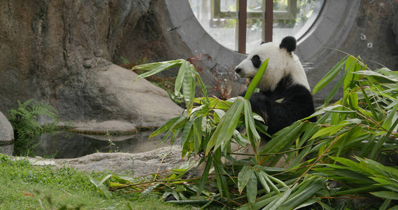 熊猫在动物图片