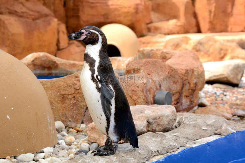 企鹅家族的乌姆堡企鹅Spheniscus图片