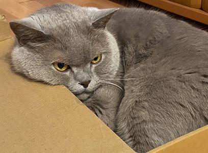 累了愤怒的英国捷径猫在盒子里猫把图片