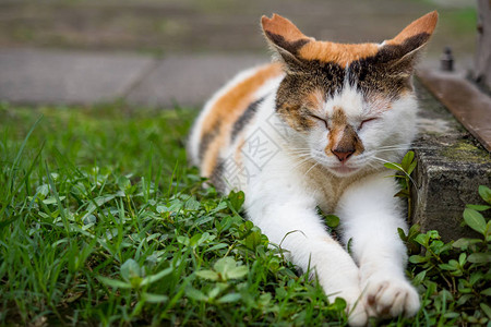 野猫，特写摄影图片