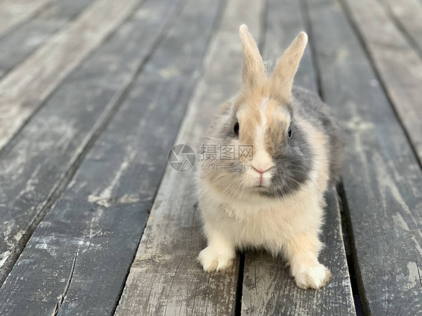 灰兔在木制地板上大耳朵的宠物一只图片