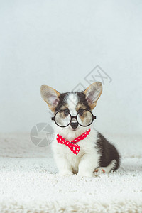 戴哈利波特眼镜和领结图片