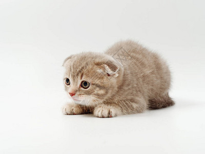 可爱的虎斑小猫被白色隔离图片