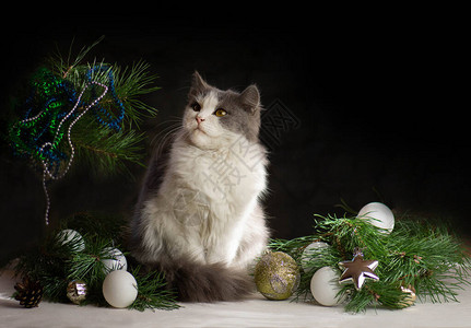 用圣诞玩具和花环庆祝快乐猫和圣诞礼物美图片
