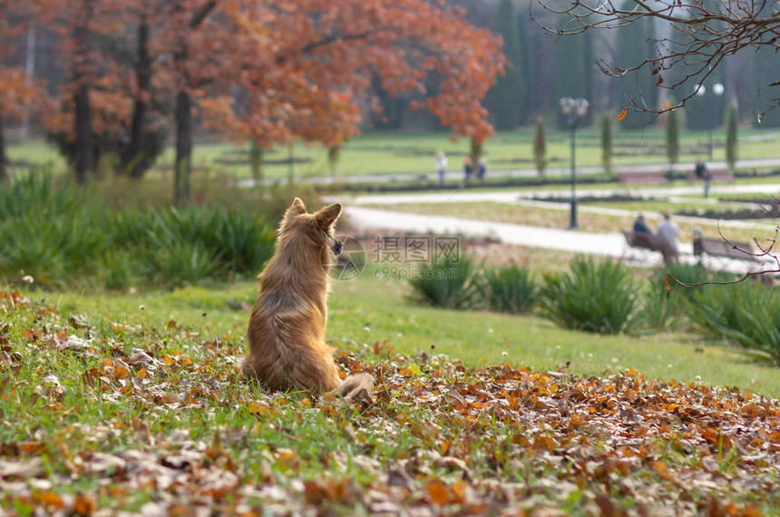 漂亮的红狗坐在草坪上等主人图片