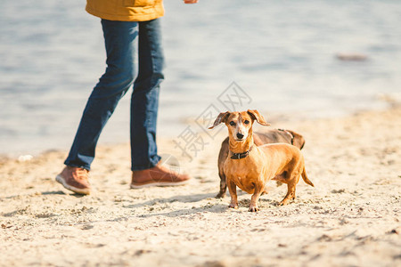 狗主人带着两条腊肠犬到沙滩来玩图片