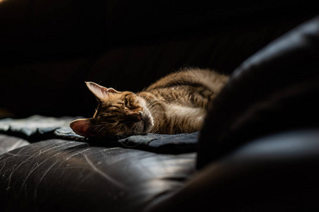 胖虎斑家猫睡在沙发上图片