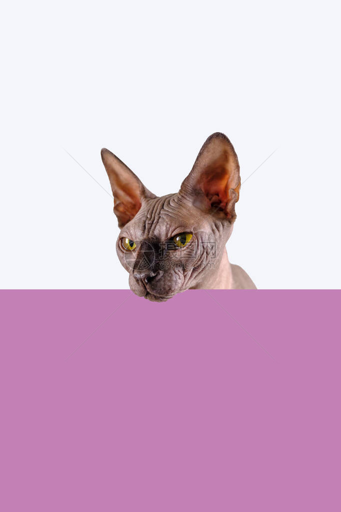 一个漂亮的斯芬克斯室内的肖像秃头猫在紫色空板上到处看上面有复制的空图片