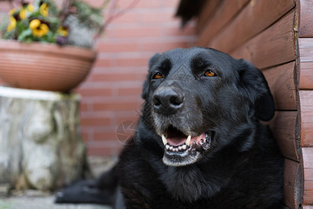 躺在狗窝旁边的黑拉布多猎犬快乐在乡下图片